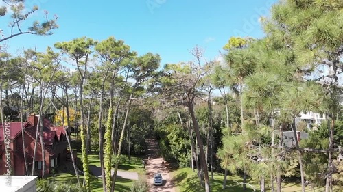 flowers in the forest photo