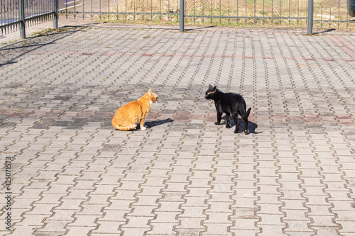 Canvas Print Black and ginger cats are fighting on sidewalk