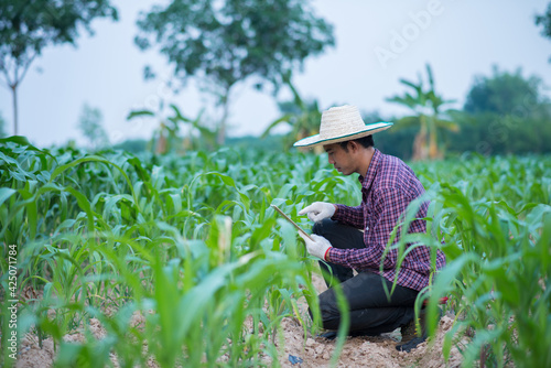 Asian young farmer or academic working in the field of young corn tree. Research or checking the problem after planting