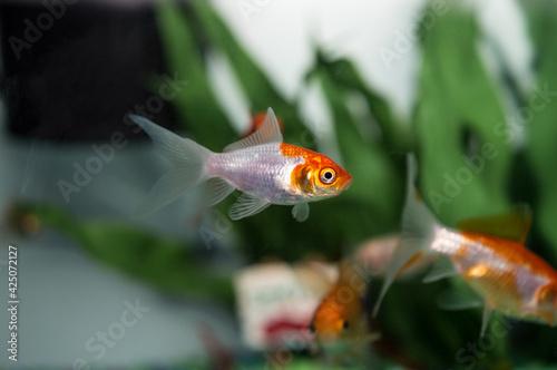 Goldfish Swimming in a Household Aquarium