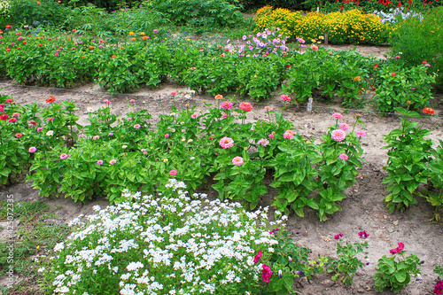 Flowerbed with different flowers in botanical garden in the summer