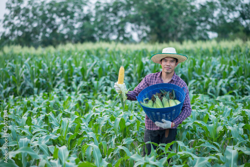 farmer man holding a fresh corn at organic farm with smile and happy.Agriculture or cultivation concept