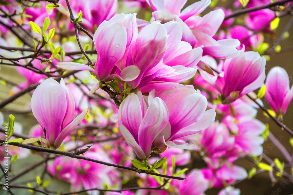 Bright pink delicate magnolia flowers Bright pink delicate magnolia flowers