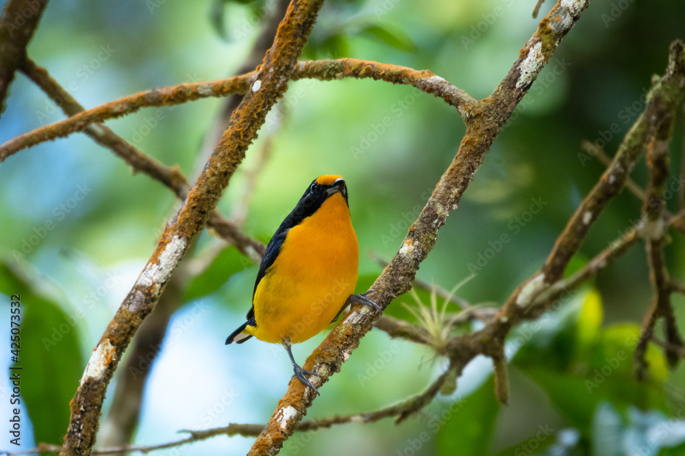 A male Violaceous Euphonia (Euphonia violacea) perching in a tree in the rainforest.  Small yellow bird. Tropical bird perching in tree.
