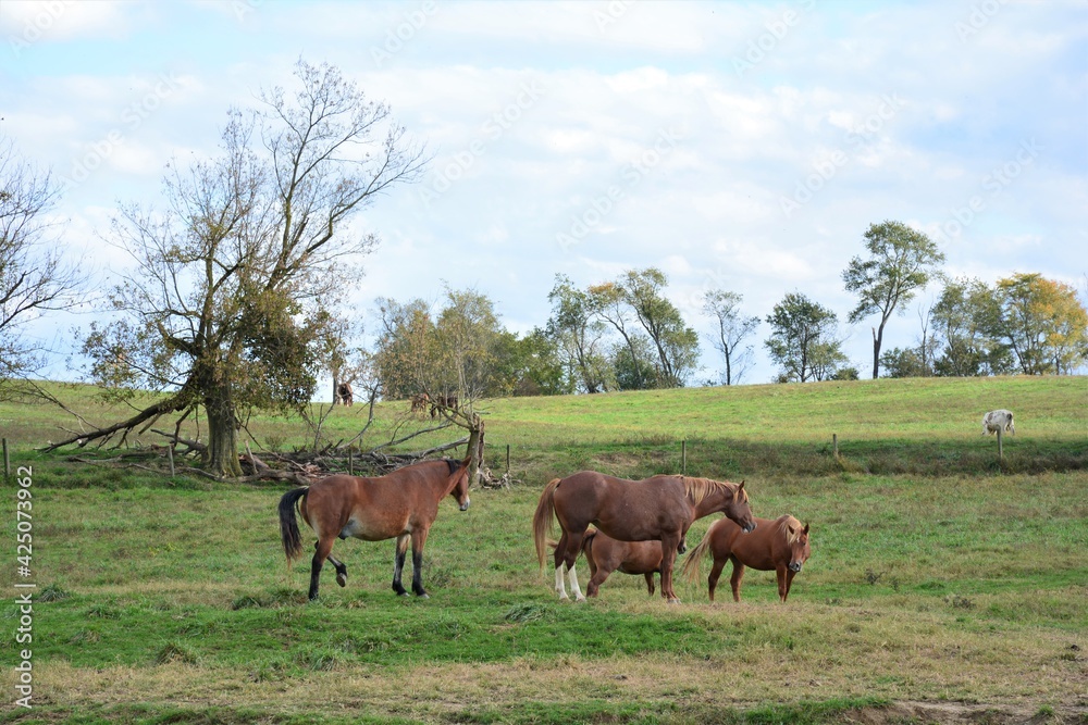 Herd of horses