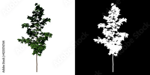 Front view of Plant (Acer platanoides Norway maple 1) Tree png with alpha channel to cutout made with 3D render 