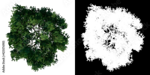 Top view of Plant  Aesculus glabra  Ohio buckeye 1  Tree png with alpha channel to cutout made with 3D render 