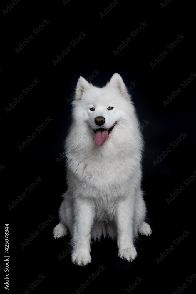 portrait of samoyed portrait of samoyed