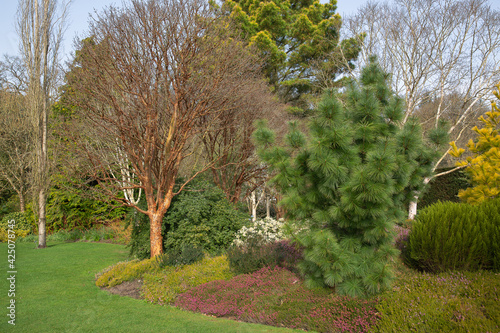 Borders with acer griseum, silverbirch, conifers and heathers photo