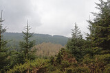 foggye pine forest on the hills of Ticknock, Dulin, Ireland
