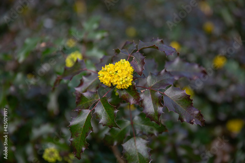 Mahonia aquafolium atropurpurea, with springtime yellow blooms photo