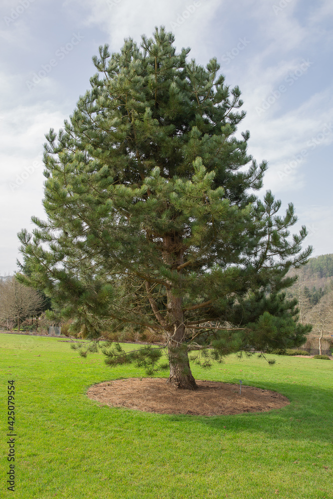 Pinus nigra, the austrian or black pine