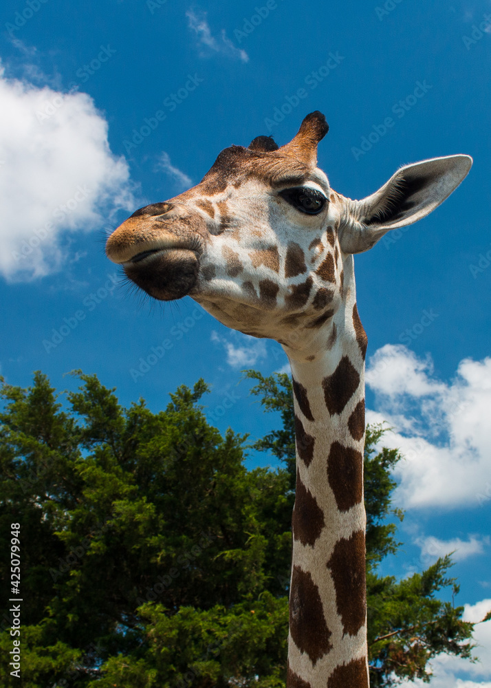 Naklejka premium giraffe in the zoo