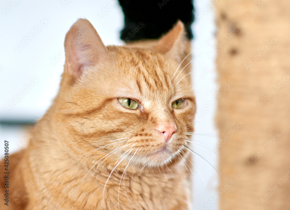 A selective focus shot of a cute ginger cat with green eyes A selective focus shot of a cute ginger cat with green eyes