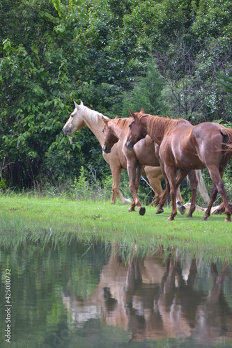 Horses next to river