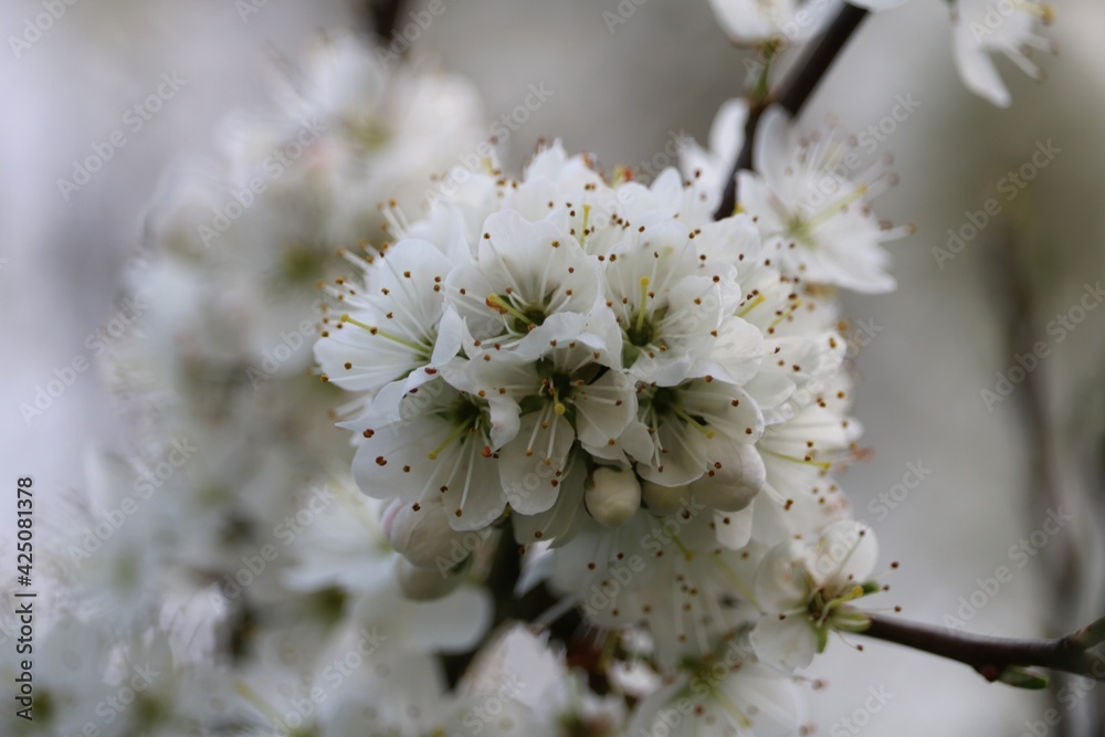 Fototapeta premium Fleurs de pommiers