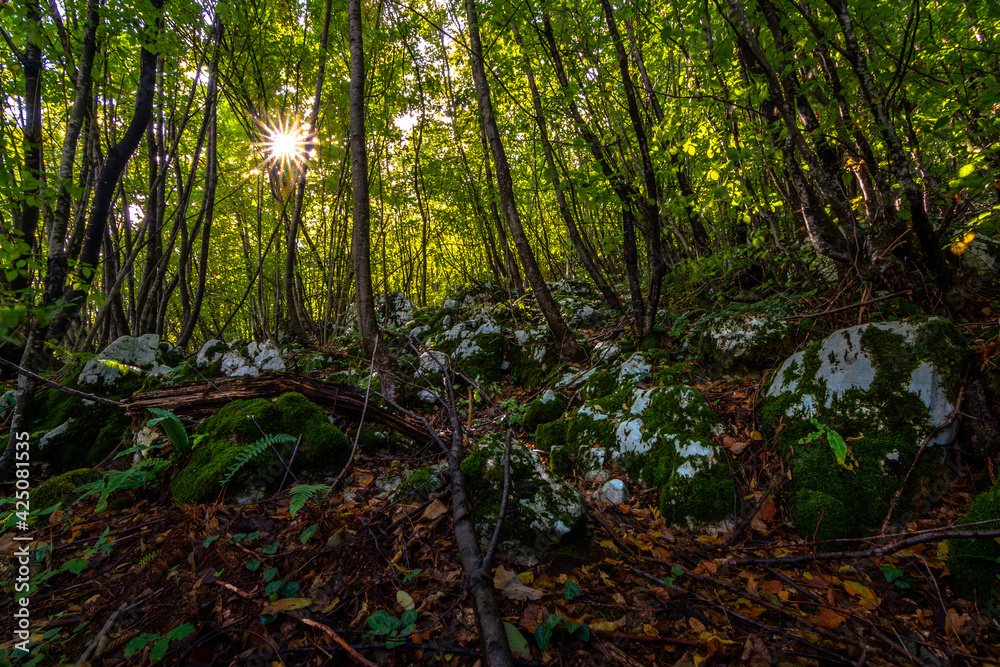 old forest in mountain pljesevica