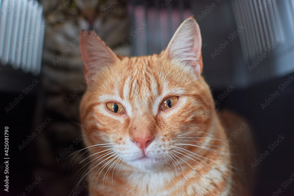 A selective focus shot of a cute ginger cat