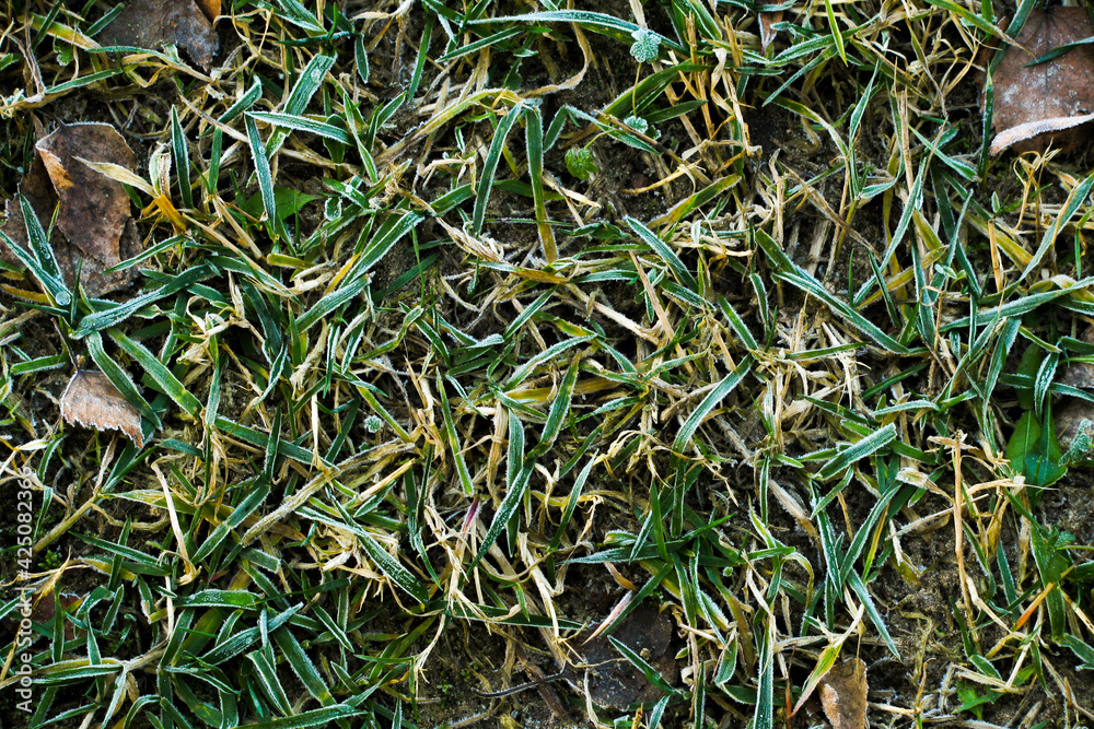 close up of yellow grass with little frost close up of yellow grass with little frost