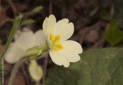 Primula acaulis common primrose yellowish-white spring wild flower with calyx in the form of membranous extensions  yellow stamens and yellow center of the corolla