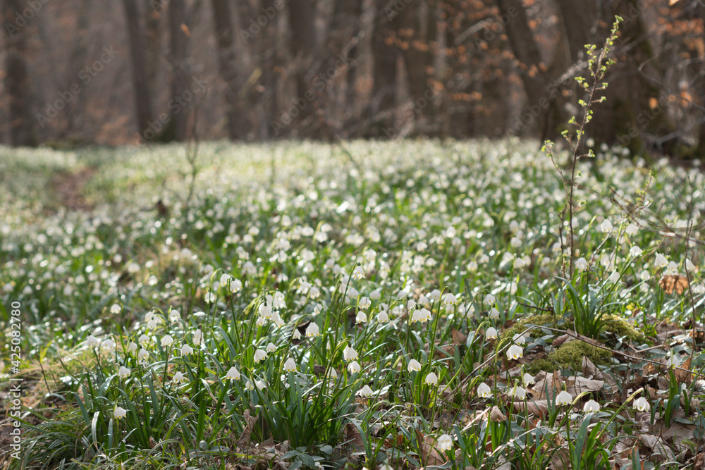 Fototapeta premium Frühling im Tal der Märzenbecher