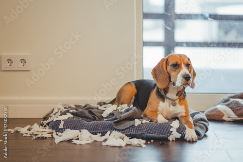 Quadro su tela Distressed dog on his bed listening to a reprimand from the owner