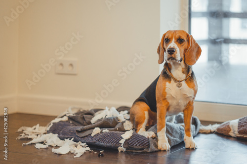 Fotografi Distressed dog on his bed listening to a reprimand from the owner