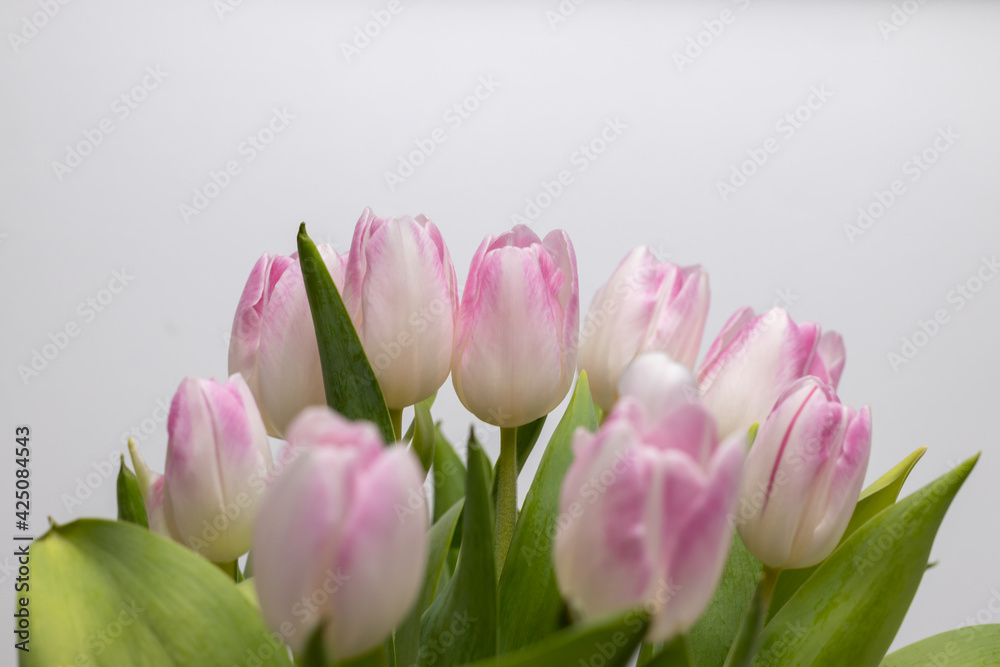 Close-up of a bouquet of pink and white tulips. Spring bloomers in the sunshine. Tulips blooming. Macro shot of a tulip. Shot of the traces of a tulip  