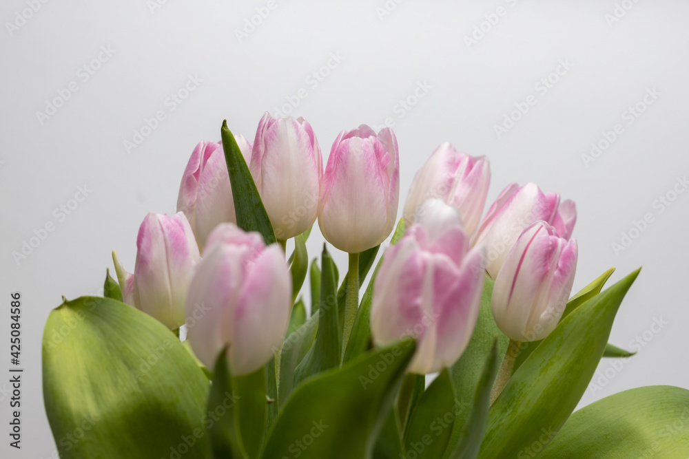 Fototapeta premium Close-up of a bouquet of pink and white tulips. Spring bloomers in the sunshine. Tulips blooming. Macro shot of a tulip. Shot of the traces of a tulip 