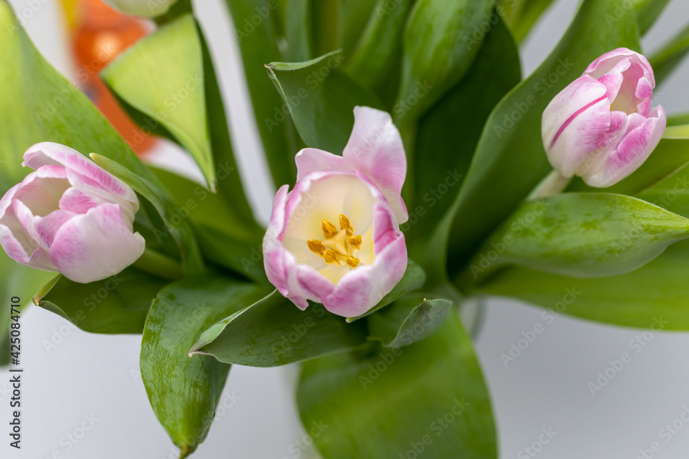 Close-up of a bouquet of pink and white tulips. Spring bloomers in the sunshine. Tulips blooming. Macro shot of a tulip. Shot of the traces of a tulip Close-up of a bouquet of pink and white tulips. Spring bloomers in the sunshine. Tulips blooming. Macro shot of a tulip. Shot of the traces of a tulip