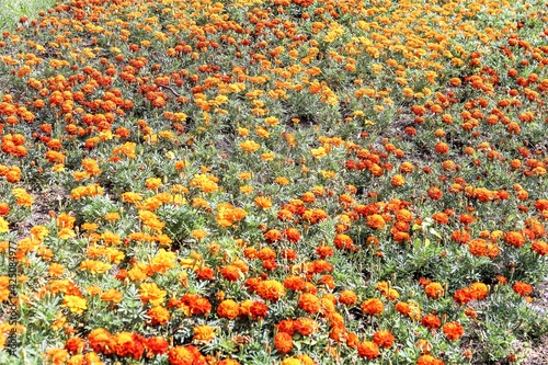 Field of red and yellow marigolds.