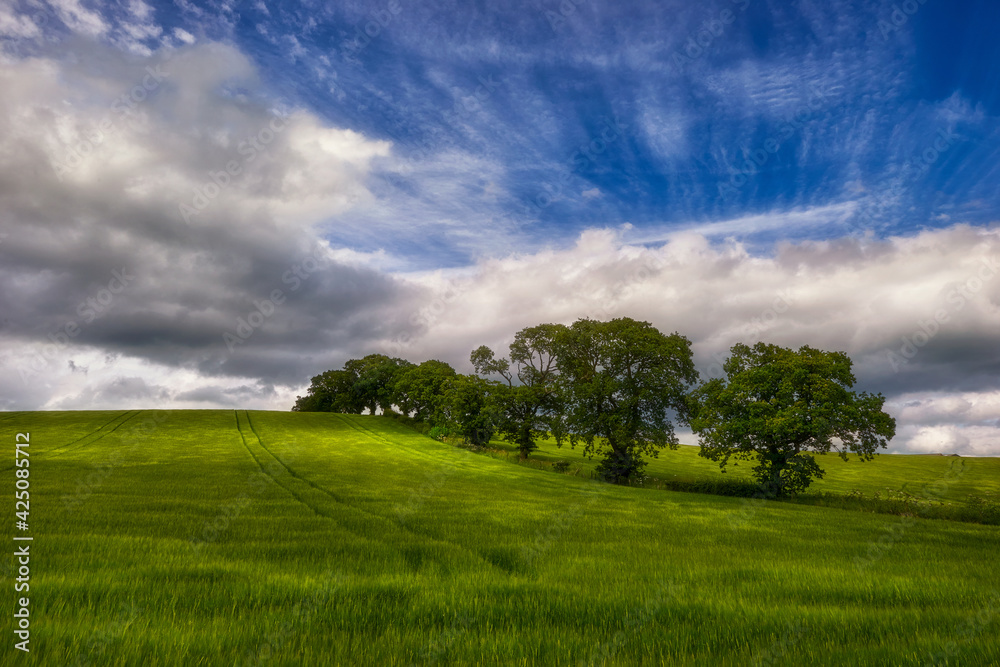 The young shoots of grain on the background of the blue sky, Scotland, Livingstone The young shoots of grain on the background of the blue sky, Scotland, Livingstone