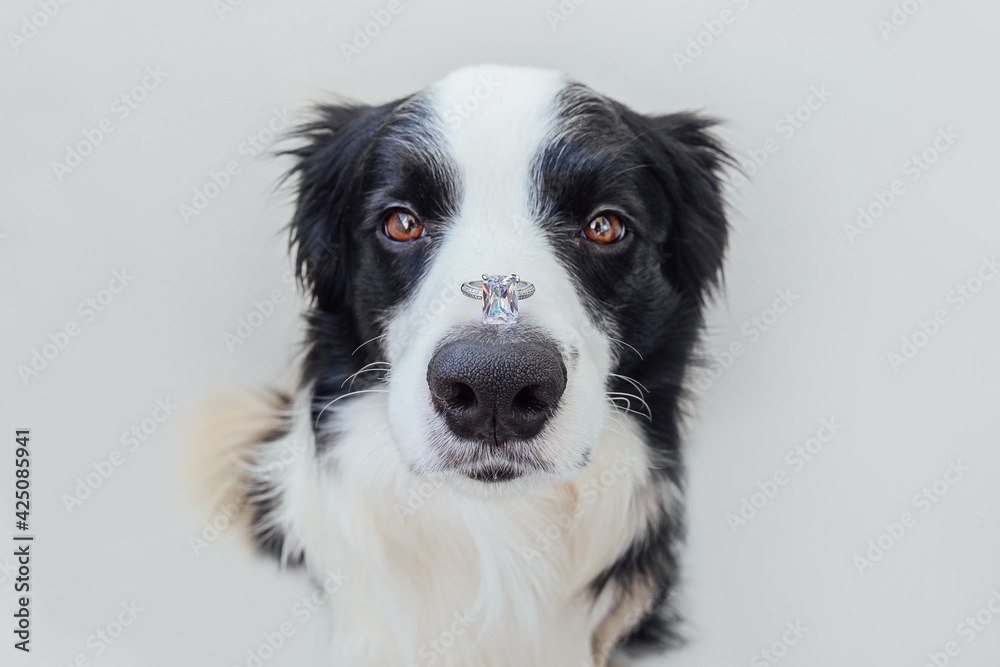 Will you marry me. Funny portrait of cute puppy dog border collie holding  wedding ring on nose isolated on white background. Engagement, marriage,  proposal concept Stock Photo | Adobe Stock