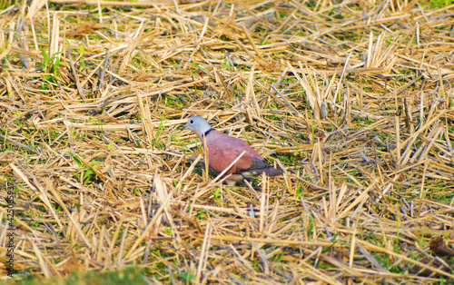 Eurasian Collared-Dove collecting peddy photo