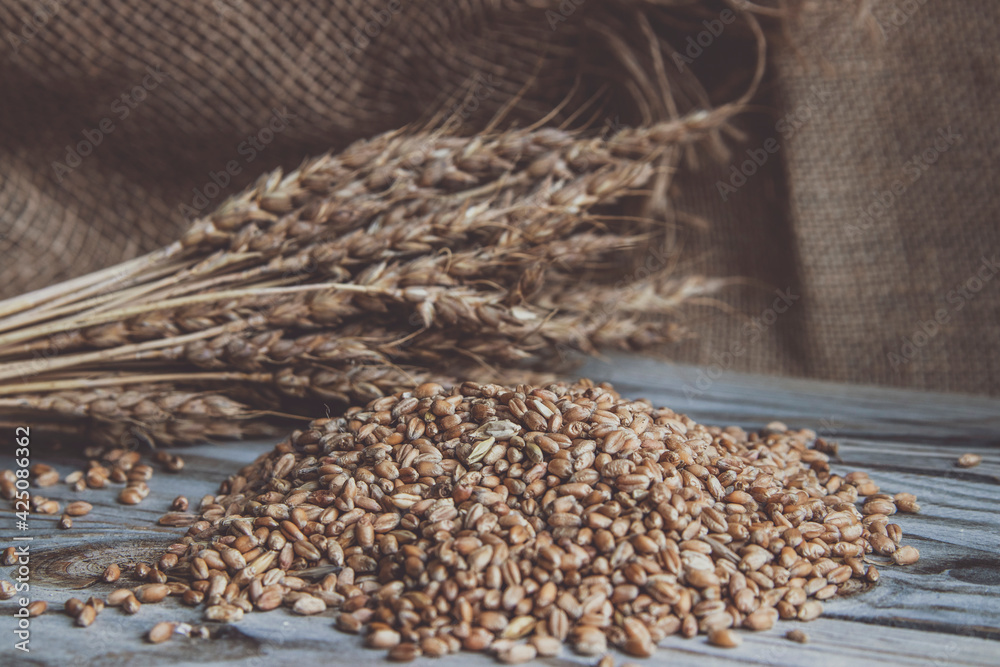 Obraz premium Still life. Grains and ears of wheat.