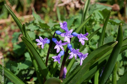 Flowering blue violet colour hyacinth flowers in Hungary