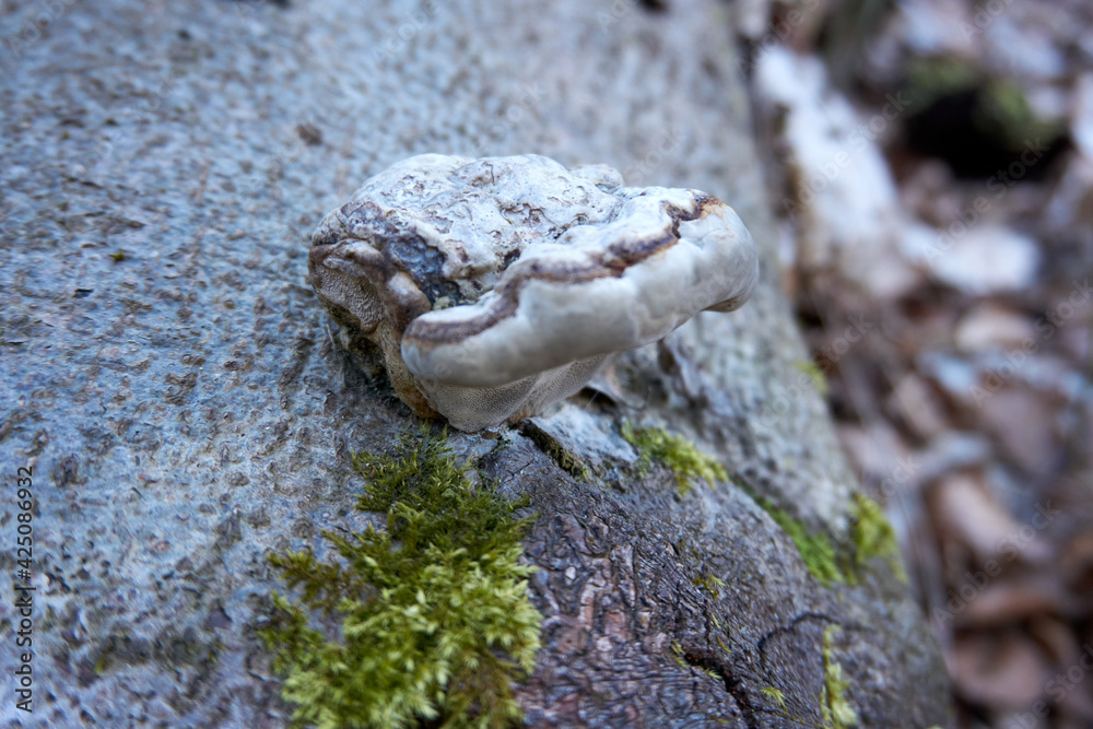 close up of a large white mushroom on a tree trunk