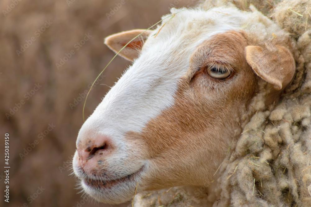 Cute sheep looking very tired with strong horns in closeup view as head macro and a nice green grass background and with copy space on an organic farm grants delicious organic meat Cute sheep looking very tired with strong horns in closeup view as head macro and a nice green grass background and with copy space on an organic farm grants delicious organic meat