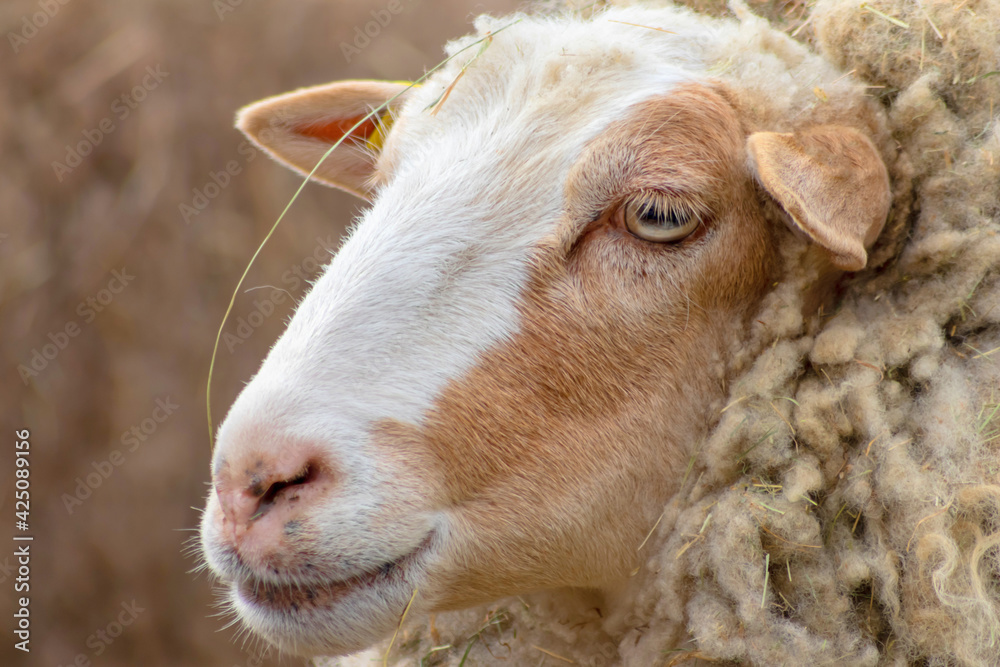 Cute sheep looking very tired with strong horns in closeup view as head macro and a nice green grass background and with copy space on an organic farm grants delicious organic meat Cute sheep looking very tired with strong horns in closeup view as head macro and a nice green grass background and with copy space on an organic farm grants delicious organic meat