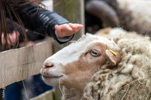 Photography Tame sheep enjoys a pet from visitors of the petting zoo on a farmyard and is ou
