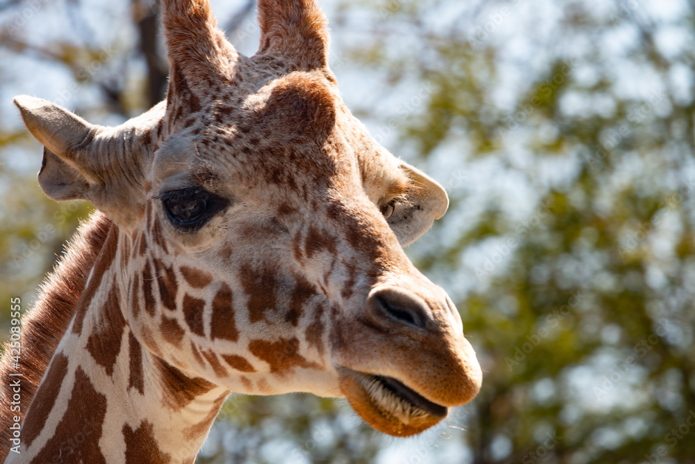 Zoo Animals Zoo Animals
