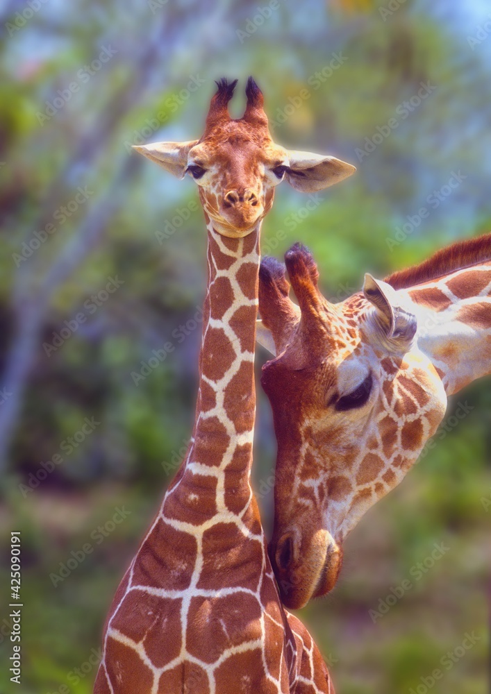 Obraz premium Mother love. A mother giraffe gently nuzzles her calf.