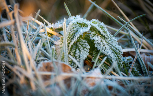 Plant close-up during sunrise Sklanata/Slovakia