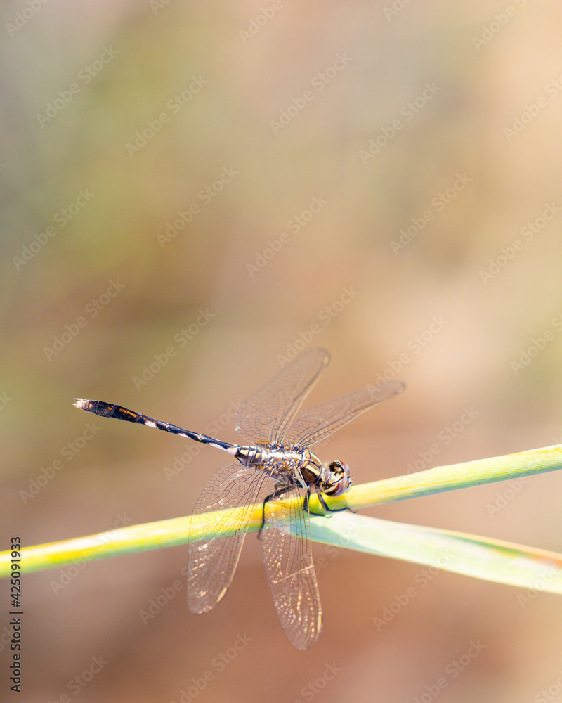 Dragonfly