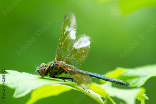dragonfly sits on a leaf of grass in spring