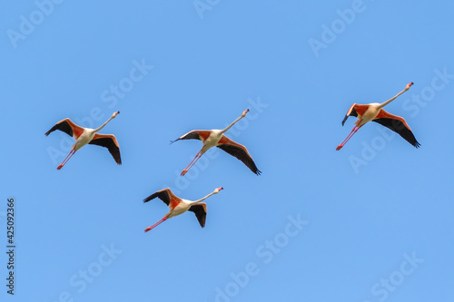 Flying greater flamingos