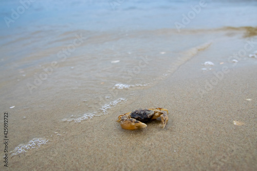 crab at the beach 