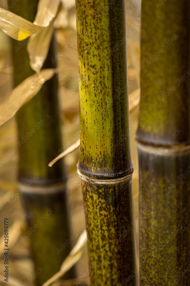 Obraz premium Bambus Blätter