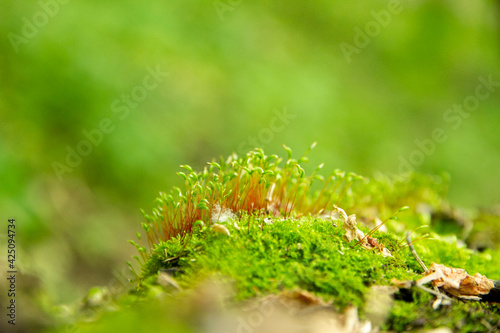 Reindeer moss wall, green wall decoration made of reindeer lichen Cladonia rangiferina,
