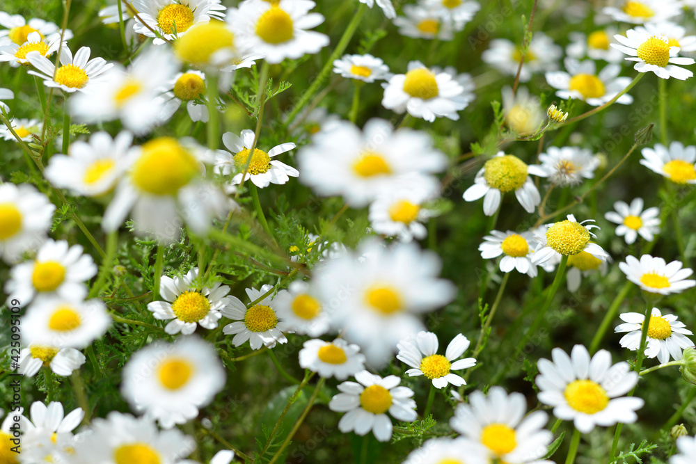 Beautiful chamomile flowers in meadow. Spring or summer nature scene with blooming daisy flowers. Soft focus Beautiful chamomile flowers in meadow. Spring or summer nature scene with blooming daisy flowers. Soft focus